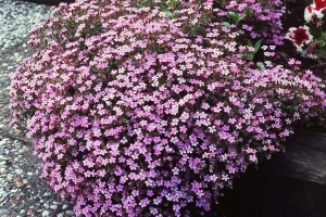 Saponaria 'Ocymoides'